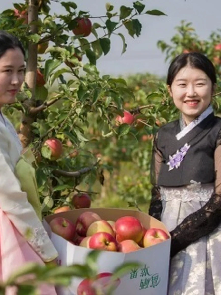 Яблоневый сад: спокойный ритм поездки